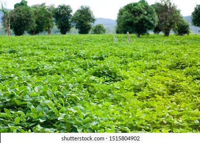 Landscape With Field Of Young Soybean Plants At Eastern Thailand