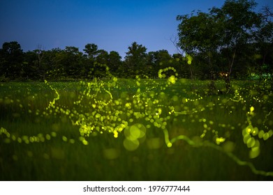 Landscape of Firefly flying in the field, Firefly at night, so many lights in the photo