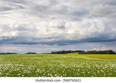 landscape with flowering poppy field, cloudy sky