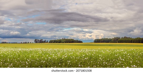 landscape with flowering poppy field, cloudy sky