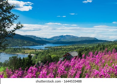 Landscape With Flowers Of Norway In Summer. Norwegian Nature And Nordic Typical Red Fishing Houses At Fjord. Field Of Heather Pink Flowers In More Og Romsdal County, Norway