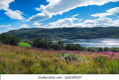 Landscape With Flowers Of Norway In Summer. Norwegian Nature And Nordic Typical Red Fishing Houses At Fjord. Field Of Heather Pink Flowers In More Og Romsdal County, Norway