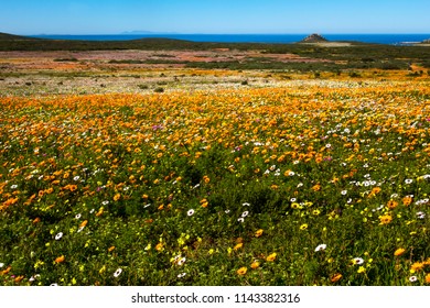 Landscape Of Flowers And Sea In West Coast National Park