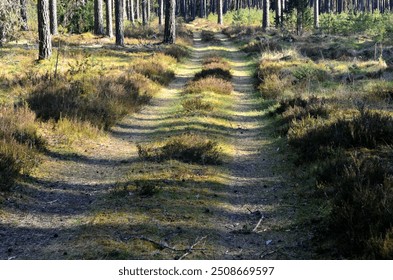 landscape with  footpath in a dark pine forest. Pathway (rural road) through the  evergreen forest.  - Powered by Shutterstock