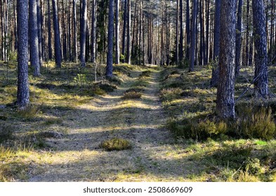 landscape with  footpath in a dark pine forest. Pathway (rural road) through the  evergreen forest.  - Powered by Shutterstock