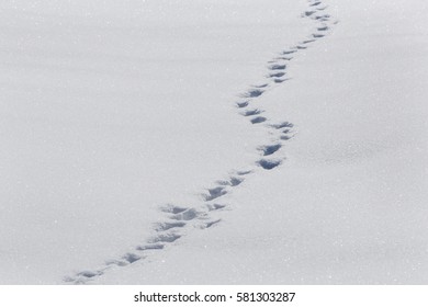 Landscape With Footsteps On Snow