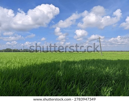 The Landscape and Foreground The lower half of the frame is dominated by a lush expanse of vibrant green rice paddy fields. The stalks are dense and healthy, indicating an active growing season. A large, soft shadow stretches horizontally across the middle foreground of the field, likely cast by a nearby structure or trees out of frame, adding depth to the greenery.