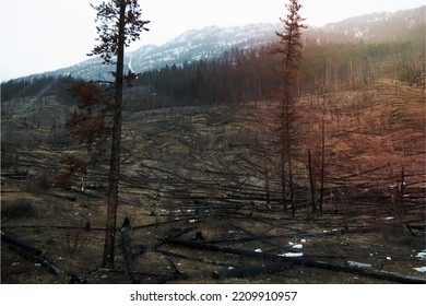 Landscape Of A Forest Area After A Fire: Dead Trees. Mountain With Snow In The Background. Alberta, Canada