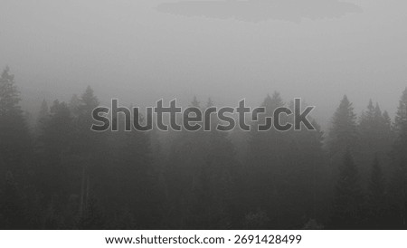 A landscape of a forest covered in pine trees and fog on a gloomy day