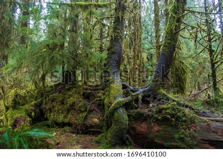 Similar – Image, Stock Photo Big old trunk in rainforest on Vancouver island, Canada