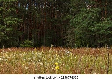 Landscape With Forest And Overgrown Field