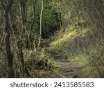 Landscape with a forest path on a spring day