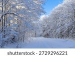 Landscape with a forest road through a deciduous forest covered with snow in winter