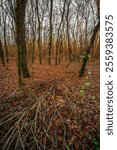 Landscape in the forest with sunlights through the trees ,autumn morning in the woodlands,colorful naure.Autumn season , old fallen trees , branches without leaves,yellow and golden colors in forest