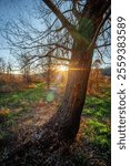 Landscape in the forest with sunlights through the trees ,autumn morning in the woodlands,colorful naure.Autumn season , old fallen trees , branches without leaves,yellow and golden colors in forest