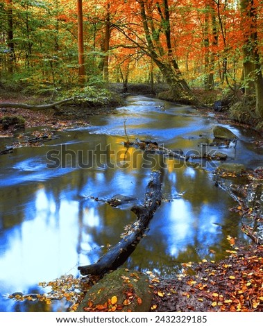 Landscape, forest and water in creek with trees, bush and environment in sunshine with red leaves. Woods, river and stream with growth, sustainability and ecology for swamp, autumn and countryside