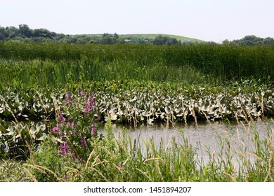 Landscape Of A Freshwater Marsh At The Russell W. Peterson Wildlife Refuge In Wilmington, Delaware