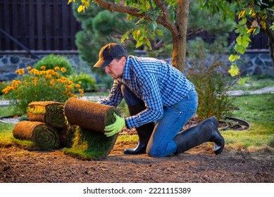 Landscape Gardener Laying Turf For New Lawn In The Garden