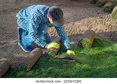 Landscape Gardener Laying Turf For New Lawn In The Garden