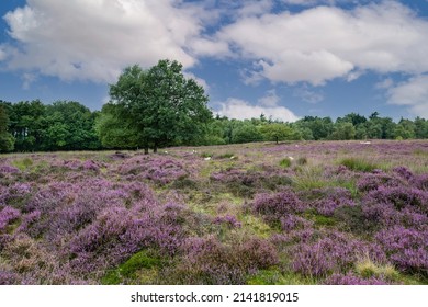 Landscape Gasterse Duinen near the village of Gasteren in the Dutch province of Drenthe with herd of sheep and fowering Heather plants, trees, grasses, hills and blue sky with cumulus clouds - Shutterstock ID 2141819015