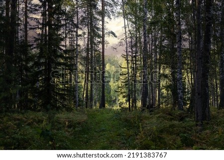 Landscape of a gloomy edge of a mixed coniferous-deciduous forest on a summer day. Forest overgrown with ferns. Overgrown path leading to the exit from the forest