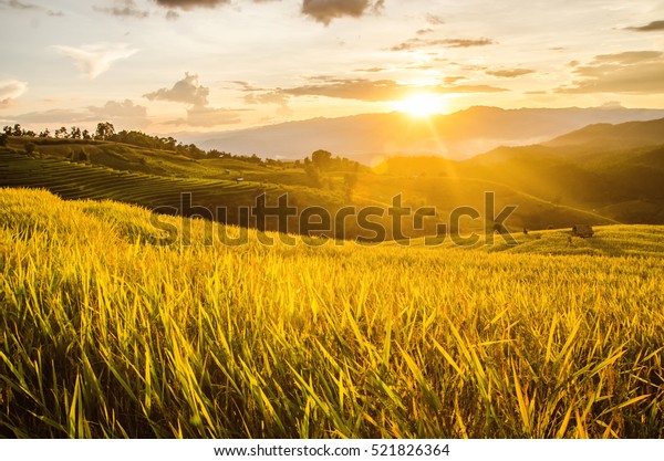 Landscape of gold rice fields. Soft focus of rice\
farm landscape with\
sunset.