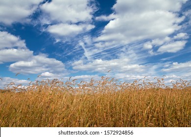 Landscape Of A Golden Field Of Long Grass With A Partly Cloudy Deep Blue Sky Overhead.