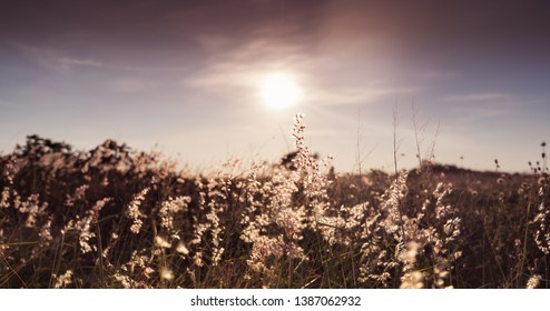 Landscape Grass Flowers On Top Hill Stock Photo (Edit Now) 1387062932