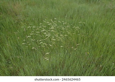 Landscape with grass in the springtime