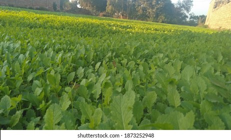 Landscape Of Green Fields Is A Beautiful Envirment In The Gruidae Crow Is Flying 