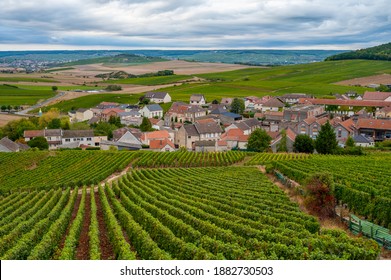 Landscape With Green Grand Cru Vineyards Near Cramant, Region Champagne, France In Autumn Rainy Day. Cultivation Of White Chardonnay Wine Grape On Chalky Soils Of Cote Des Blancs.