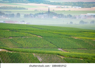 Landscape With Green Grand Cru Vineyards Near Epernay, Region Champagne, France In Autumn Rainy Day. Cultivation Of White Chardonnay Wine Grape On Chalky Soils Of Cote Des Blancs.