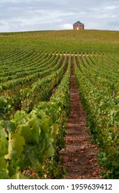 Landscape With Green Grand Cru Vineyards Near Epernay, Region Champagne, France In Autumn Rainy Day. Cultivation Of White Chardonnay Wine Grape On Chalky Soils Of Cote Des Blancs.