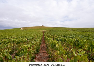 Landscape With Green Grand Cru Vineyards Near Epernay, Region Champagne, France In Autumn Rainy Day. Cultivation Of White Chardonnay Wine Grape On Chalky Soils Of Cote Des Blancs.