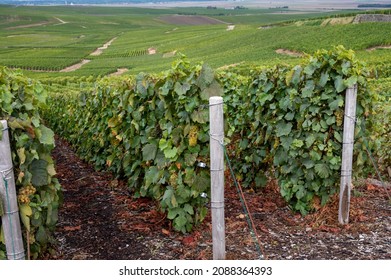 Landscape With Green Grand Cru Vineyards Near Epernay, Region Champagne, France In Autumn Rainy Day. Cultivation Of White Chardonnay Wine Grape On Chalky Soils Of Cote Des Blancs.