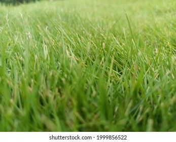 Grass Zoom 图片 库存照片和矢量图 Shutterstock