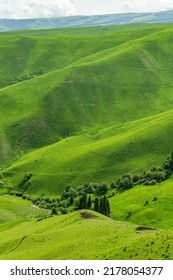 Landscape With Green Grass, Trees And Sky