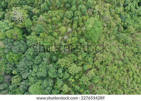 landscape green large forest in Borneo Indonesia
