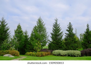 Landscape with green lawn and ornamental shrubs and trees. Beautiful garden