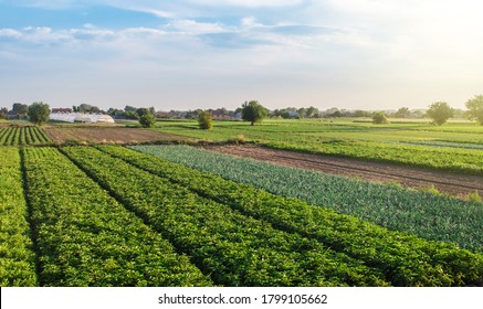 Landscape Of Green Potato Bushes Plantation. Agroindustry And Agribusiness. Wonderful European Summer Countryside Landscapes. Growing Food On Farm. Aerial View Beautiful Countryside Farmland.