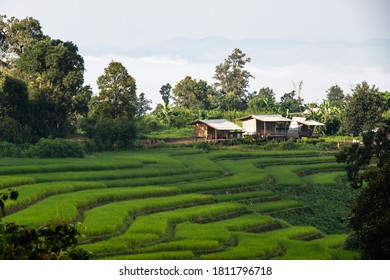 Landschaft von grünen Reisfeldern, Located Pabongpiang am Maejam, Chiangmai, Thailand.