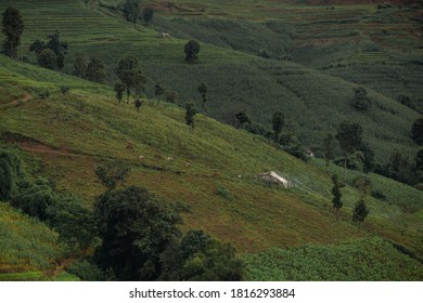 Landschaft von grünen Reisfeldern auf dem Berg Maejam, Chiangmai, Thailand.
