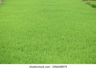 landscape green Rice plant showing maturing panicles and spikelets growing Paddy grains field crop agricultural farming land seasonal harvesting south India