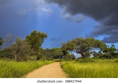 Landscape Green Savannah During Rainy Season Stock Photo 588417944 ...