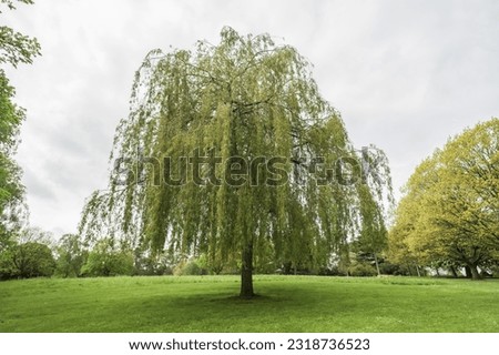 A landscape of a green willow trees with leaves at an English park, horticulture and travel concept illustration.