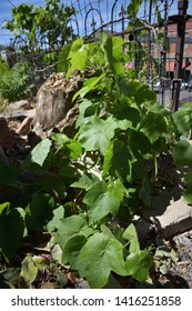 Landscape Greenery Wallpaper Jerome AZ