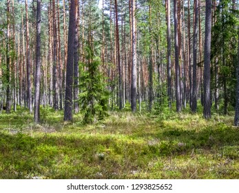 Landscape In Harku Forest Nature Trail Near Tallinn, Estonia