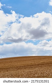 Landscape of a harvested wheat field on a cloudy day. Rustic farm land against a blue horizon. Brown grain growing in danish summer. Organic corn farming in harvest season. Cultivating barley or rye