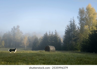 Landscape with a hay bale and a border collie in a foggy morning - Powered by Shutterstock