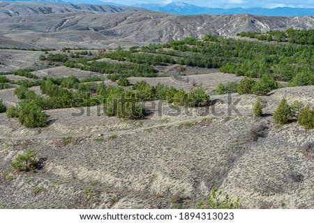 Landscape of hilly terrain with sparse vegetation and forest plantations
